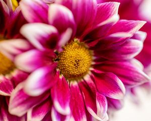 Preview wallpaper chrysanthemum, flower, pink, macro, petals