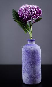 Preview wallpaper chrysanthemum, flower, vase, purple