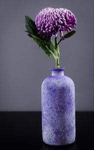 Preview wallpaper chrysanthemum, flower, vase, purple