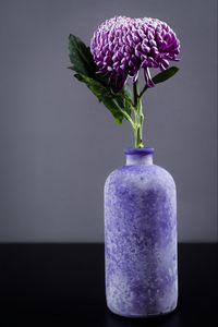 Preview wallpaper chrysanthemum, flower, vase, purple