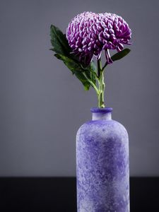 Preview wallpaper chrysanthemum, flower, vase, purple