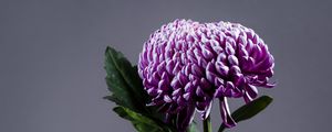 Preview wallpaper chrysanthemum, flower, vase, purple