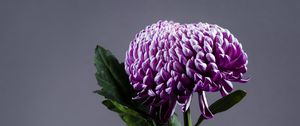 Preview wallpaper chrysanthemum, flower, vase, purple