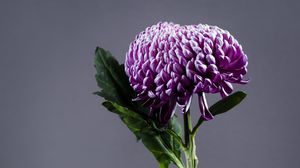 Preview wallpaper chrysanthemum, flower, vase, purple