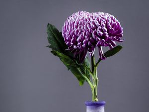 Preview wallpaper chrysanthemum, flower, vase, purple