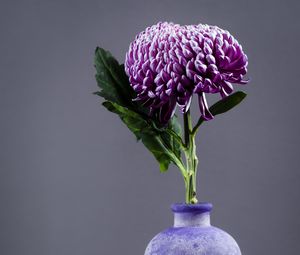 Preview wallpaper chrysanthemum, flower, vase, purple