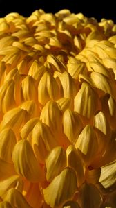 Preview wallpaper chrysanthemum, flower, yellow