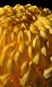 Preview wallpaper chrysanthemum, flower, yellow