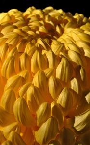 Preview wallpaper chrysanthemum, flower, yellow