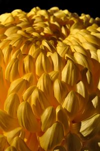 Preview wallpaper chrysanthemum, flower, yellow