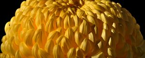 Preview wallpaper chrysanthemum, flower, yellow