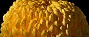 Preview wallpaper chrysanthemum, flower, yellow