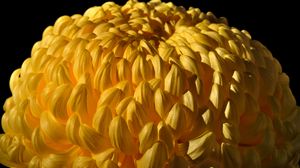 Preview wallpaper chrysanthemum, flower, yellow