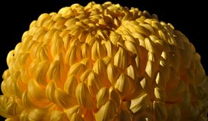 Preview wallpaper chrysanthemum, flower, yellow