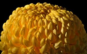Preview wallpaper chrysanthemum, flower, yellow