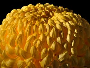 Preview wallpaper chrysanthemum, flower, yellow