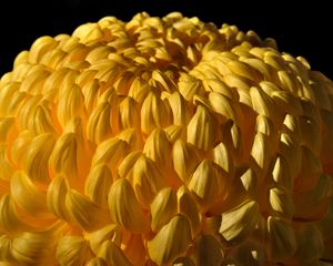 Preview wallpaper chrysanthemum, flower, yellow