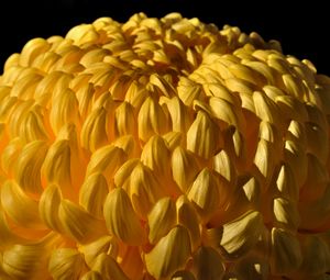 Preview wallpaper chrysanthemum, flower, yellow