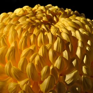 Preview wallpaper chrysanthemum, flower, yellow