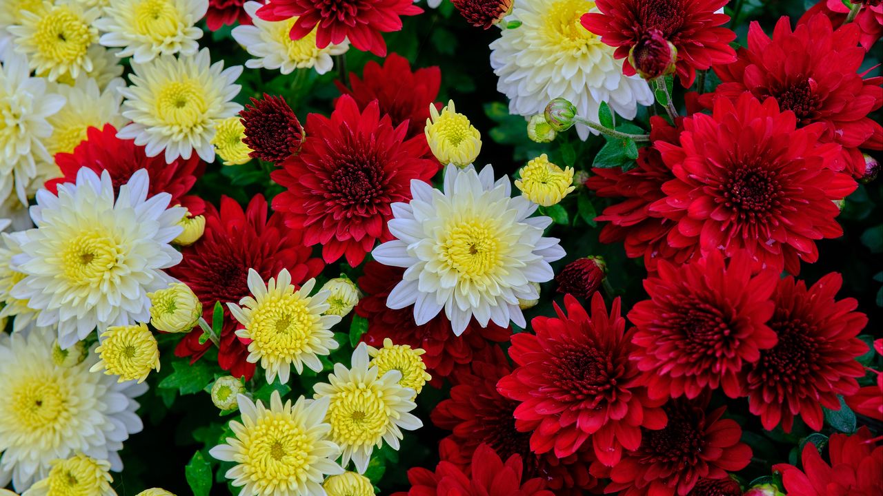 Wallpaper chrysanthemum, flowers, bloom, white, red, yellow