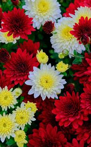 Preview wallpaper chrysanthemum, flowers, bloom, white, red, yellow