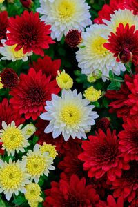 Preview wallpaper chrysanthemum, flowers, bloom, white, red, yellow