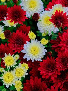 Preview wallpaper chrysanthemum, flowers, bloom, white, red, yellow