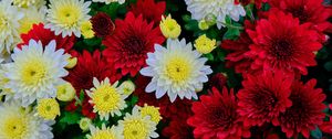 Preview wallpaper chrysanthemum, flowers, bloom, white, red, yellow