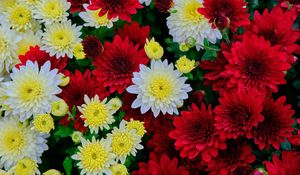 Preview wallpaper chrysanthemum, flowers, bloom, white, red, yellow