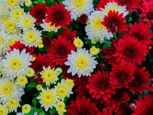 Preview wallpaper chrysanthemum, flowers, bloom, white, red, yellow