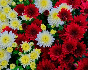 Preview wallpaper chrysanthemum, flowers, bloom, white, red, yellow