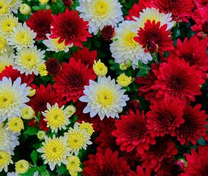 Preview wallpaper chrysanthemum, flowers, bloom, white, red, yellow