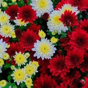 Preview wallpaper chrysanthemum, flowers, bloom, white, red, yellow