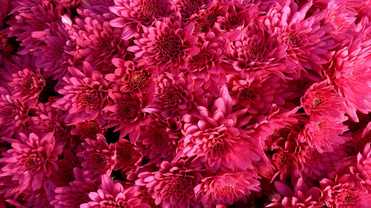 Wallpaper chrysanthemum, flowers, crimson, bright, buds