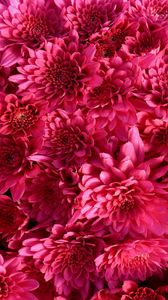 Preview wallpaper chrysanthemum, flowers, crimson, bright, buds