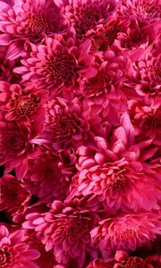 Preview wallpaper chrysanthemum, flowers, crimson, bright, buds