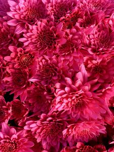 Preview wallpaper chrysanthemum, flowers, crimson, bright, buds