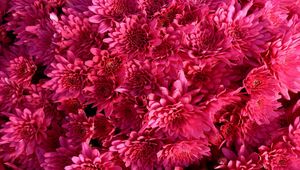 Preview wallpaper chrysanthemum, flowers, crimson, bright, buds