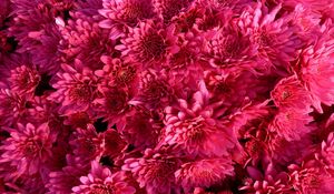 Preview wallpaper chrysanthemum, flowers, crimson, bright, buds