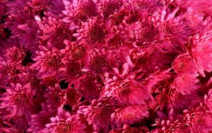 Preview wallpaper chrysanthemum, flowers, crimson, bright, buds