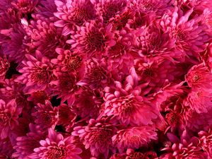 Preview wallpaper chrysanthemum, flowers, crimson, bright, buds