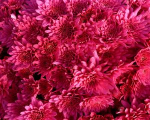 Preview wallpaper chrysanthemum, flowers, crimson, bright, buds