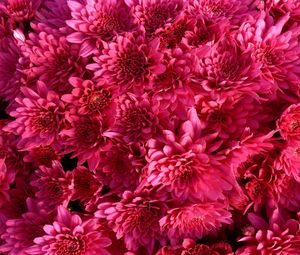 Preview wallpaper chrysanthemum, flowers, crimson, bright, buds