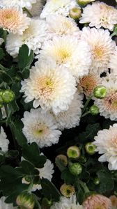 Preview wallpaper chrysanthemum, flowers, delicate, close-up