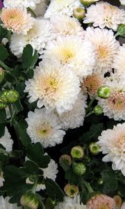 Preview wallpaper chrysanthemum, flowers, delicate, close-up