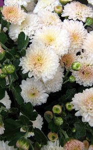 Preview wallpaper chrysanthemum, flowers, delicate, close-up