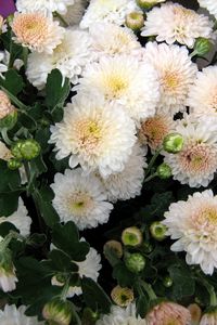 Preview wallpaper chrysanthemum, flowers, delicate, close-up