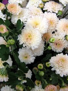 Preview wallpaper chrysanthemum, flowers, delicate, close-up