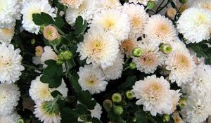 Preview wallpaper chrysanthemum, flowers, delicate, close-up