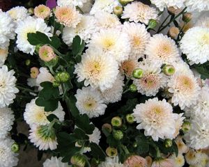 Preview wallpaper chrysanthemum, flowers, delicate, close-up